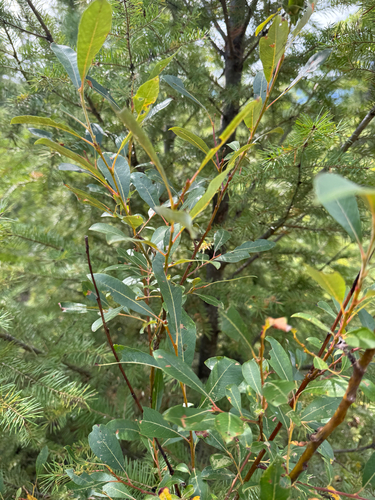 Salix scouleriana, photograph 5