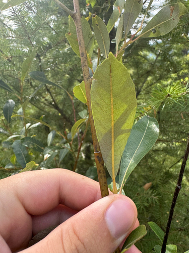 Salix scouleriana, photograph 4