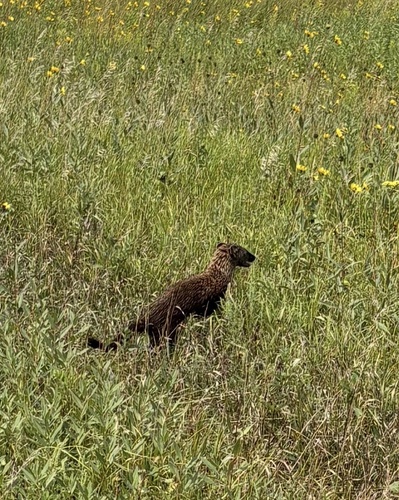 Fisher observed by mcbri23b