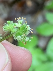 Sanicula smallii