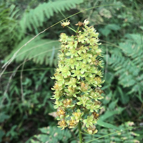 Amianthium muscitoxicum, photograph 3