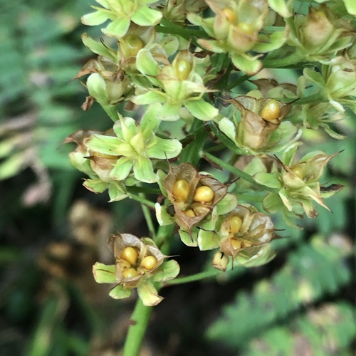 Amianthium muscitoxicum, photograph 2