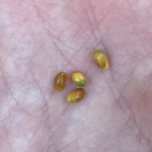 Amianthium muscitoxicum, photograph 4