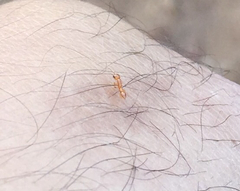 Pseudomyrmex simplex