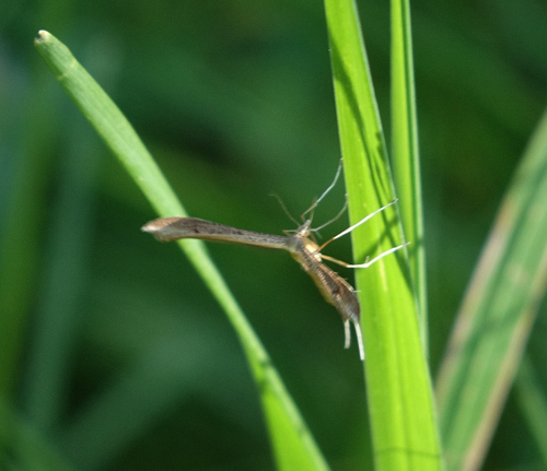 Stenoptilia veronicae