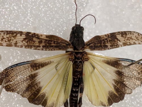 Crackling Forest Grasshopper