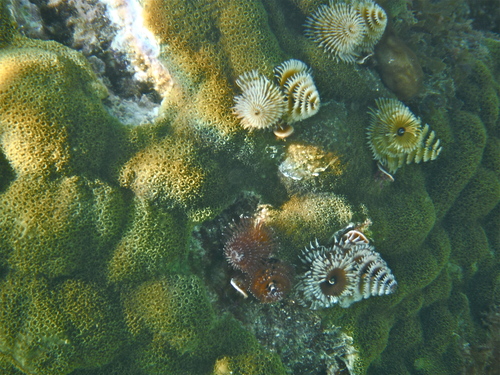 Spirobranchus giganteus