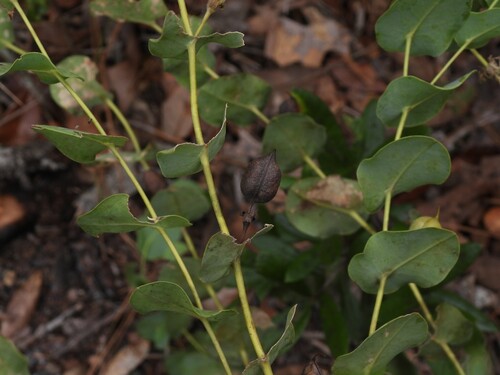 Baptisia perfoliata, photograph 3