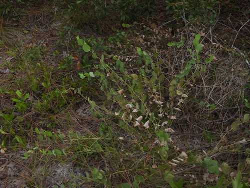 Baptisia perfoliata, photograph 5