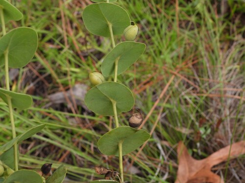 Baptisia perfoliata, photograph 1