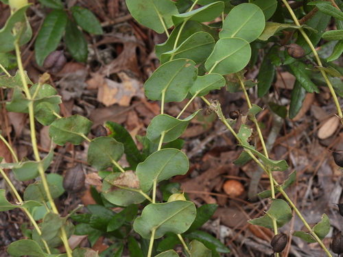 Baptisia perfoliata, photograph 4