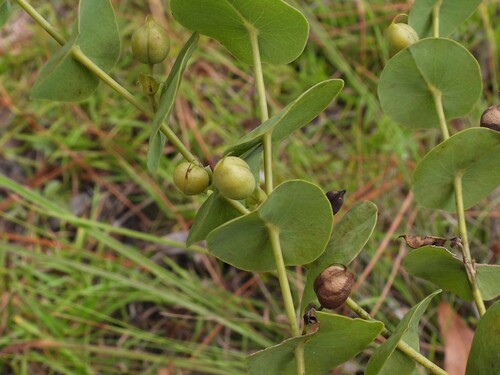 Baptisia perfoliata