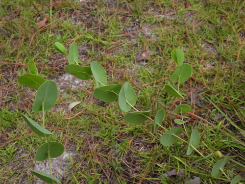Baptisia perfoliata, photograph 2