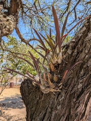 (c) Delano, some rights reserved (CC BY) Laelia albida, photograph (c) Delano, some rights reserved (CC BY)