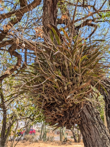 Laelia albida, photograph 2