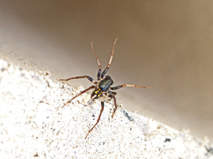 Habronestes hunti