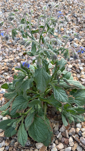 Borage