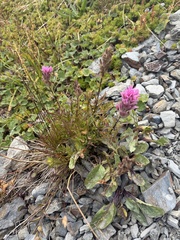 Castilleja parviflora