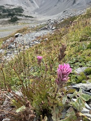 (c) Jeff Bartlett, some rights reserved (CC BY) Castilleja parviflora, photograph (c) Jeff Bartlett, some rights reserved (CC BY)