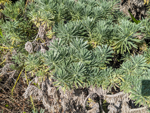 Tournefortia gnaphalodes, photograph 2