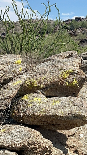 Harris' Antelope Squirrel observed by alba43327