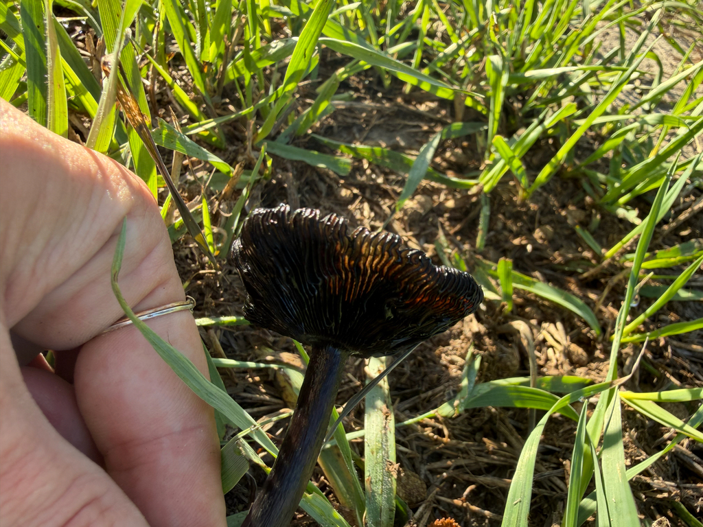 Star-capped Coprinus · August 2026 · photo: Photo: (c) tmax, some rights reserved (CC BY) · iNaturalist