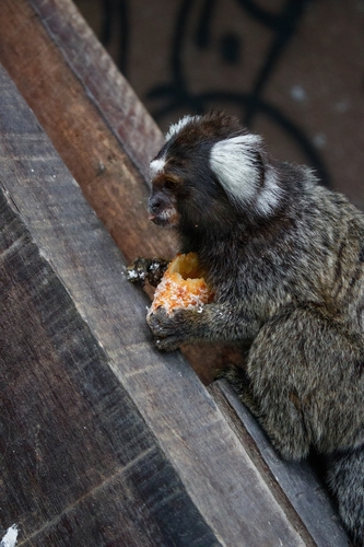 Common Marmoset