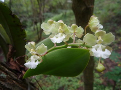Trichocentrum aurisasinorum