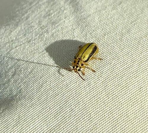 Elm Leaf Beetle