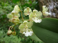 Trichocentrum aurisasinorum