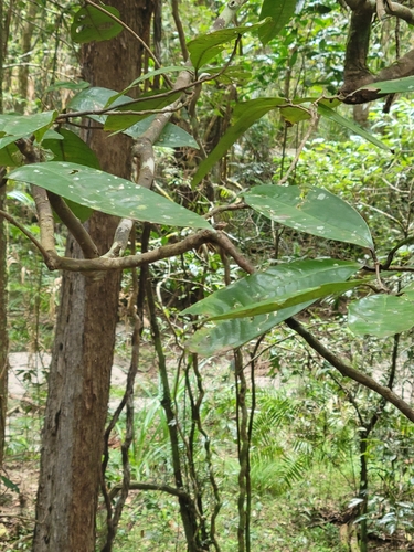 Lindsayomyrtus observed 2026-08-25