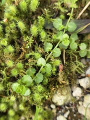 Epilobium pedunculare, photograph author not stated, no rights reserved