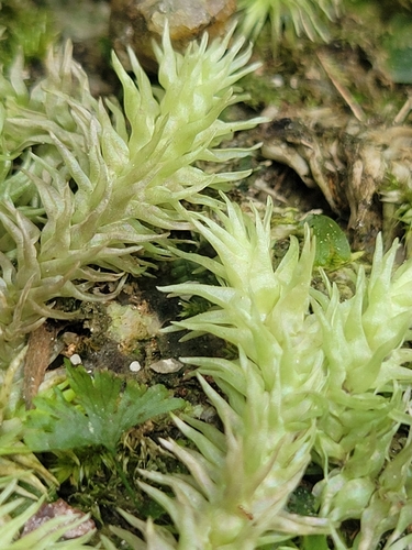 Leucobryum sanctum observed 2026-08-25