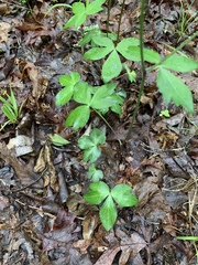 Sanicula smallii