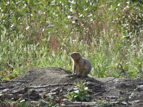 Arctic Ground Squirrel observed by fnd