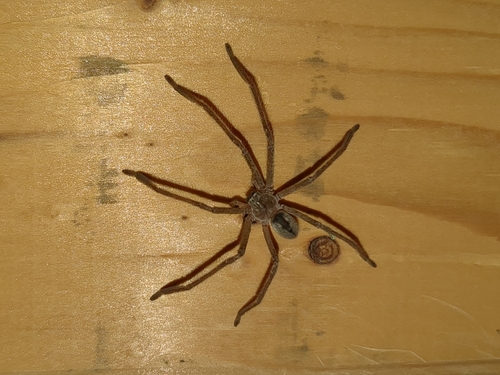 Giant Crab Spider