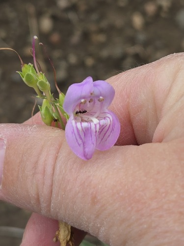 Penstemon virgatus, photograph 2