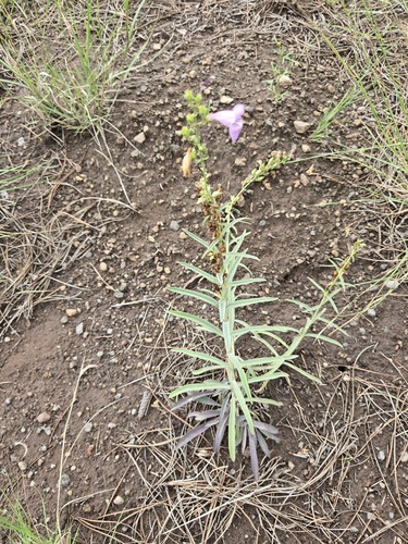 Penstemon virgatus, photograph 1