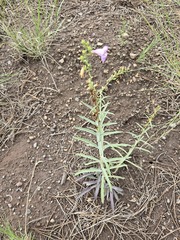 Penstemon virgatus