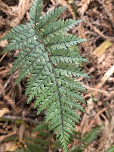 Polystichum neozelandicum, photograph 6