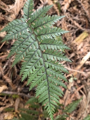 Polystichum neozelandicum, photograph author not stated, no rights reserved