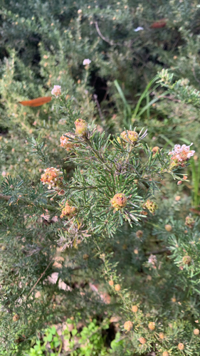 Grevillea crithmifolia, photograph 2