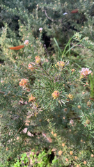 Grevillea crithmifolia, photograph (c) Millie Brady, some rights reserved (CC BY)