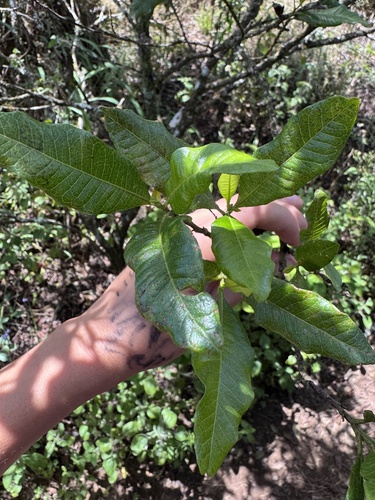 Dodonaea viscosa observed 2026-08-31