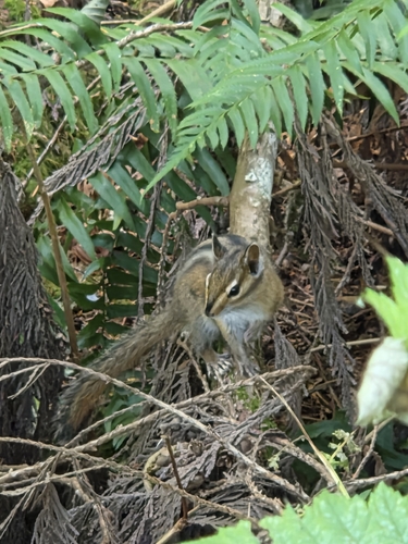 Townsend's Chipmunk observed by nemosis327