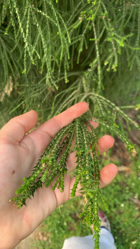 Melaleuca huegelii, photograph 1