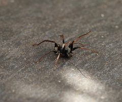 Habronestes hunti
