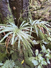 Pteris cretica, photograph (c) Cara-Lisa Schloots, some rights reserved (CC BY)