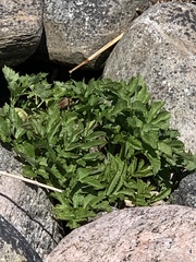 Angelica archangelica