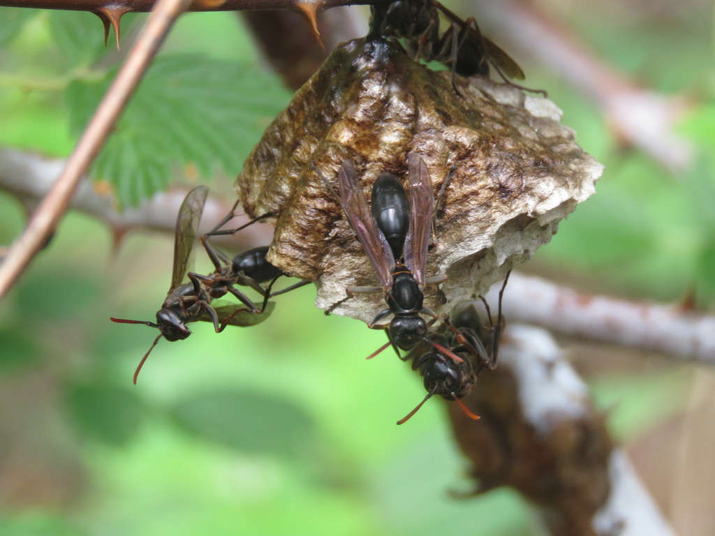 Polistes deceptor